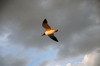 Seagull