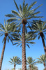 Palm Tree