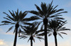 Palm Tree