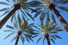 Palm Tree