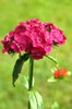 Dianthus barbatus