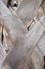 Palm