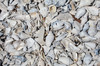 Seashell