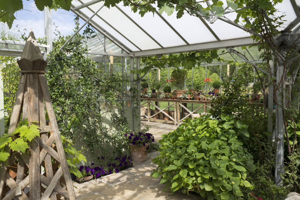 stock de fotos gratis | Interior del invernadero | micromoth | June