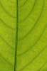 Natural Highways 2