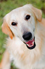 Coco the Golden Retriever