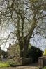 Village tree