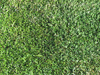Grass
