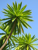 palm tree