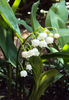 Lily of the valley