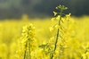 Oil seed field