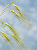Wheat