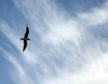To Soar