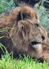 lion watch2
