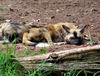let sleeping dogs lie!2