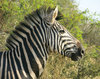 zebra