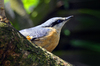 bird