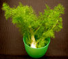 fennel1