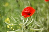 blooming poppy