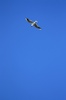 Black-headed gull in flight