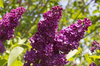 Lilac flowers