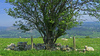 Shady Tree