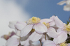 Pink flowers