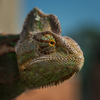 Chameleon