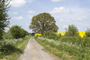 Rural lane in spring