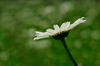 White daisy