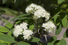 Rowan flowers