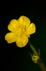 Buttercup Ranunculus repens L.