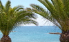Palm Leaves 1