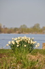 Daffodils 1