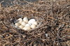 Swan Nest 1