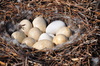 Swan Nest 3
