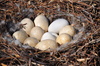 Swan Nest 5