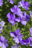 Violets