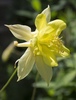 Aquilegia flowers