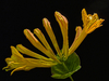 Honeysuckle hdr