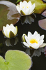 Lily pond