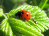 Ladybug