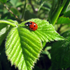 Ladybug