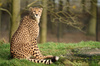 Spotty cheetah