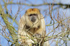 howler monkeys 1