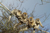 howler monkeys 3
