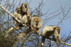 howler monkeys 5