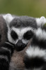 ring-tailed lemur 2