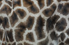 giraffe  1