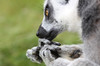 ring-tailed lemur 4